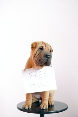 Trist hund med skilt rundt halsen der det står free hugs