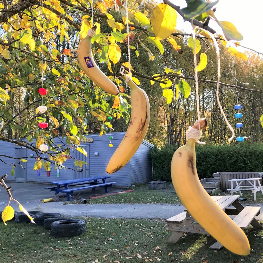 Bananer oktober refleksjonsbrev