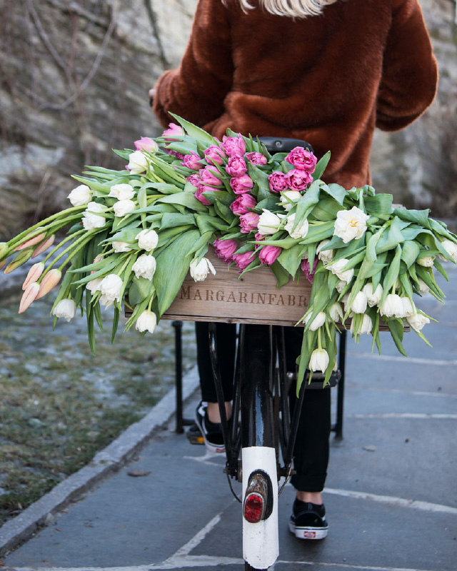 Sykkel-lastet-med-tulipaner.jpg