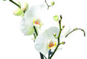 White orchid. nobile isolated on white