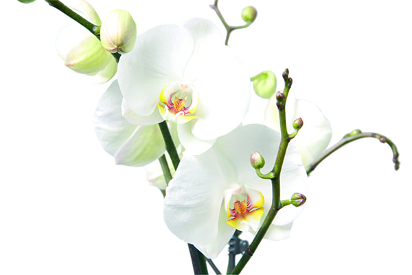 3-grenet-XL-Phalaenopsis.jpg