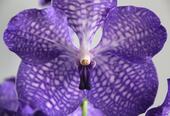 Closeup of beautiful Pansy Orchid - Miltonia Lawless Falls flowers.