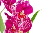 Cymbidium