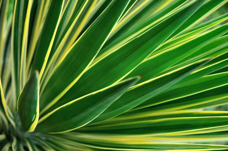 palmeblader.jpg