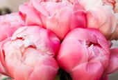 Peonies in a vase