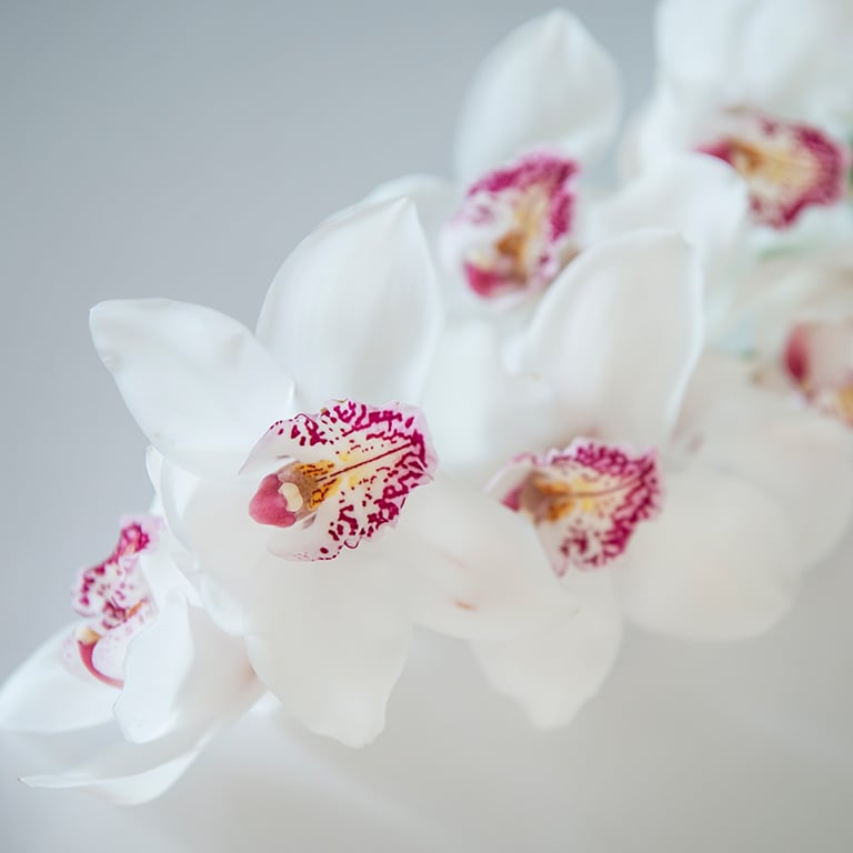 Orkide-cymbidium-Vanity.jpg