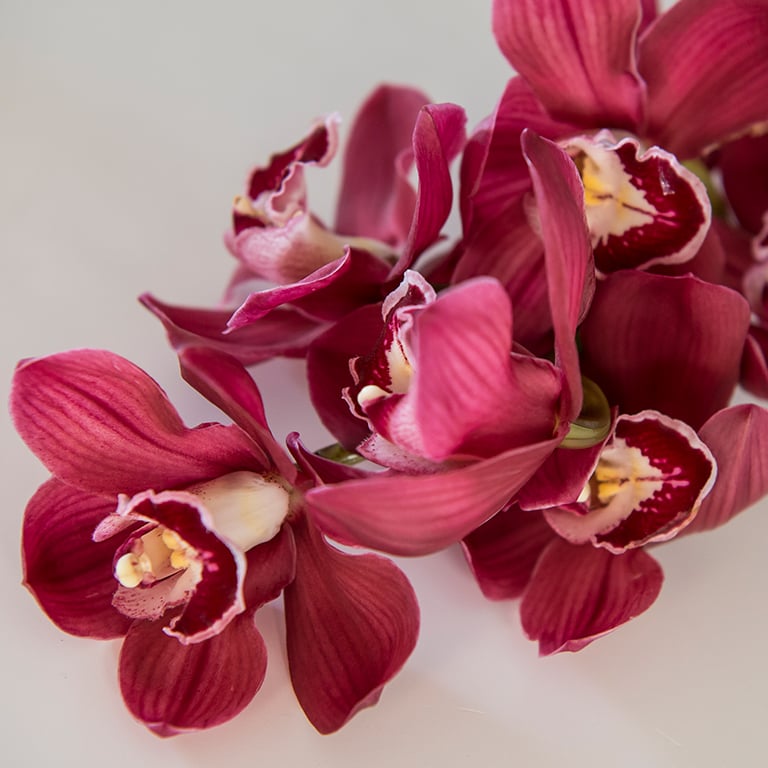 Orkide-cymbidium-Australien-Red.jpg