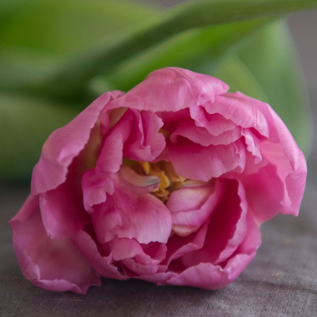 floriss-tulipaner-dior.jpg