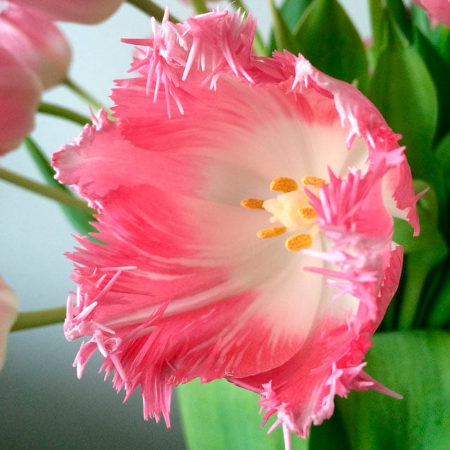 floriss-tulipaner-Cacharel.jpg