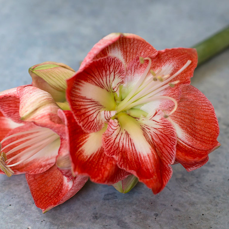 Amaryllis-Apple-Blossom.jpg