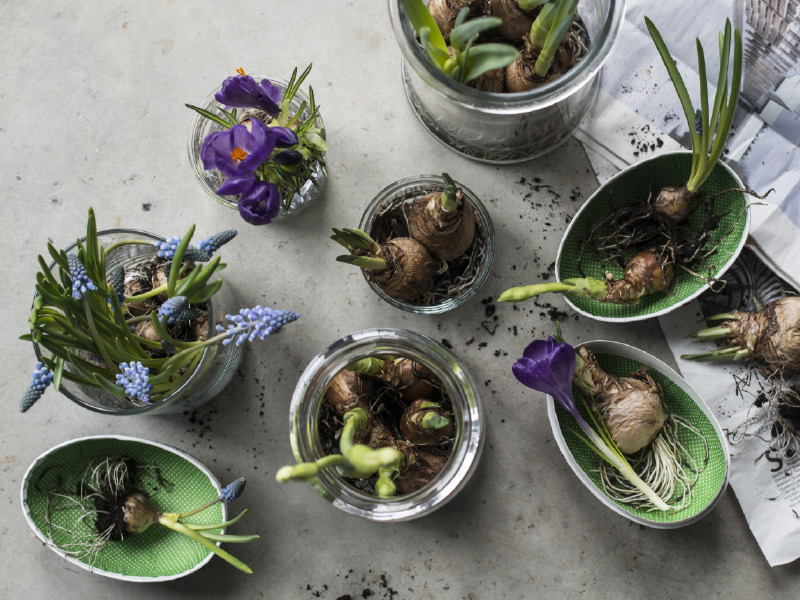 Lokplanter-er-fine-aa-sette-i-norgesglass.jpg