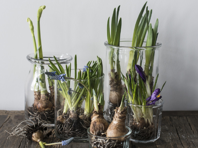 Narcisser-muscari-og-krokkus.jpg