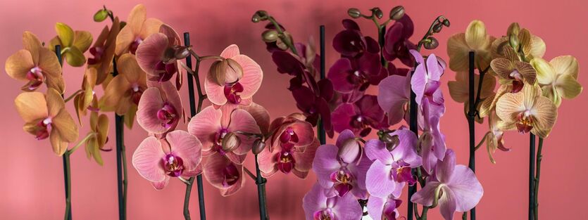Phalaenopsis Orkidé