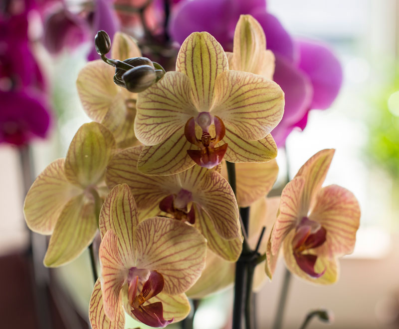 phalaenopsis-orkide-klipping-gren-vase-holdbar-1.jpg