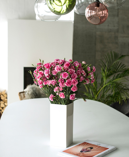 floriss-nellik-holdbare-snittblomster.jpg