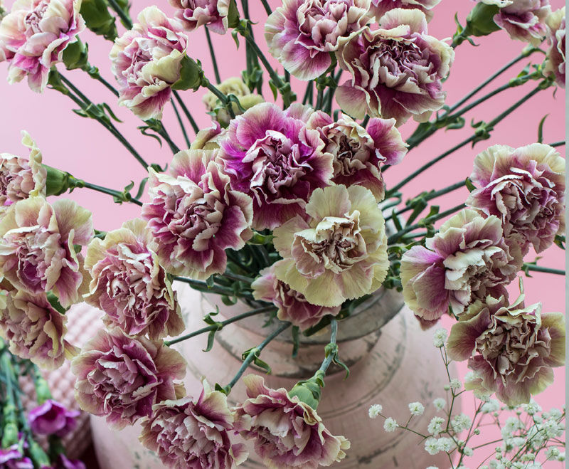 floriss-nellik-dianthus-Caryophyllus-elegance.jpg