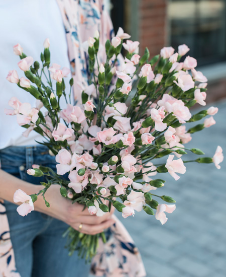 floriss-nellik-holdbare-snittblomster-2.jpg