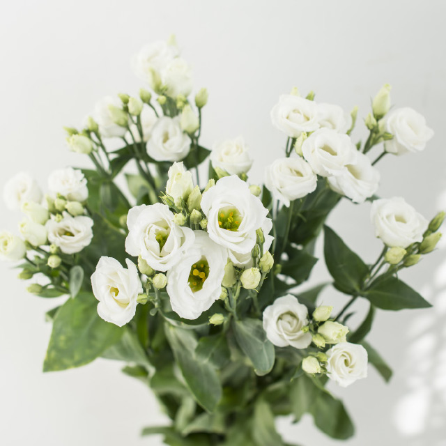 Lisianthus-Rosita-White.jpg
