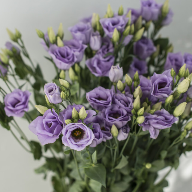 Lisianthus-Croma-Lavendel.jpg