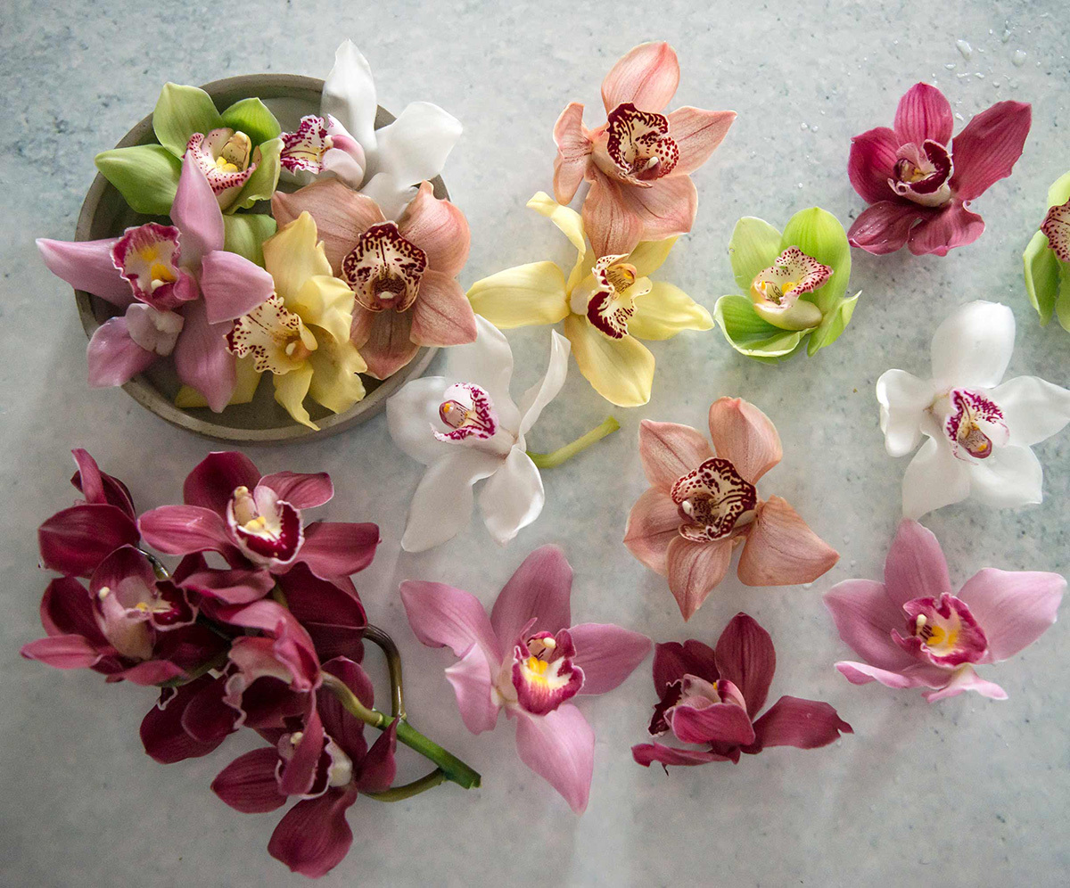 floriss-orkide-alle-farger-1200.jpg