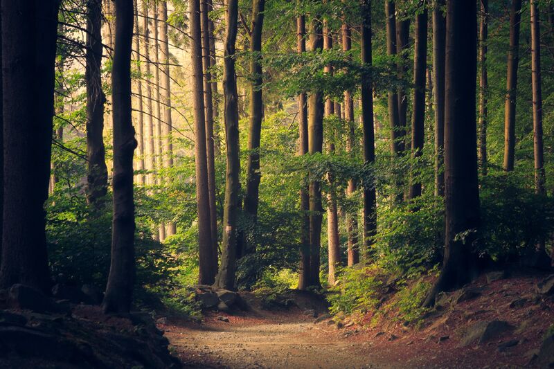 Skog Skog