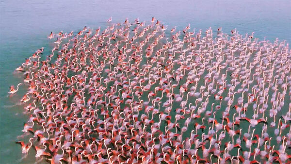 2021-03-17 Kasakhstan Flamingos RJ