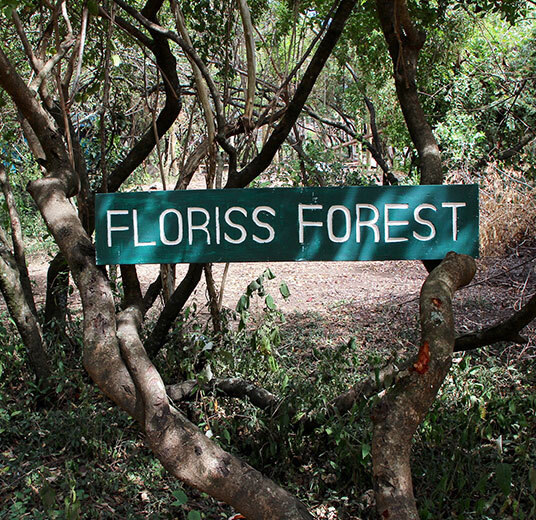 treplanting-i-kenya-floriss-forest.jpg