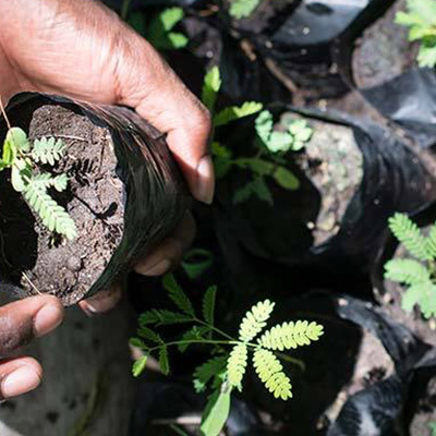 treplanting-i-kenya-avlegger-2021-2.jpg