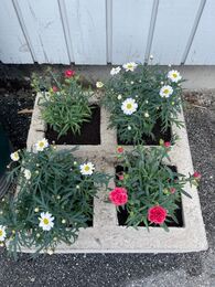 blomsterpotte1A