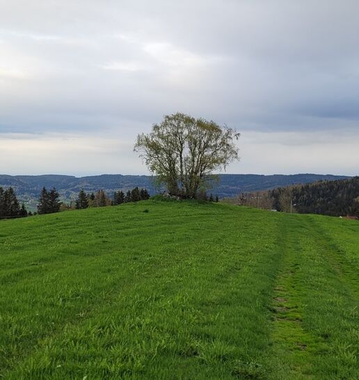 Himmel og jord grønn eng med tre