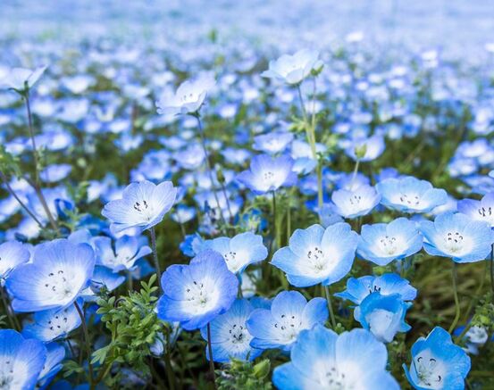 Blomster blå