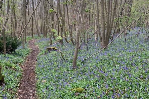 Photo : Bortis Trail