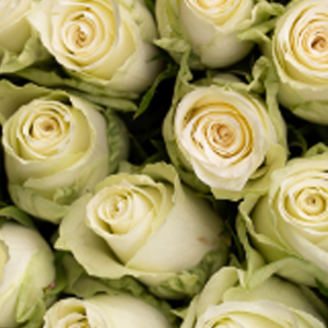 athena-favorittroser-floriss.jpg