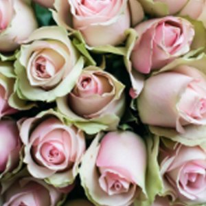 belle-rose-favorittroser-floriss.jpg
