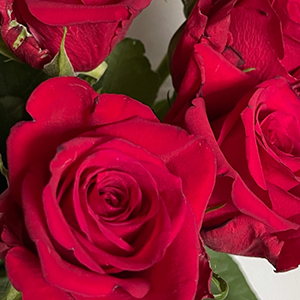 favorittroser-natures-red-favorittroser-floriss.jpg
