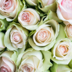 la-belle-favorittroser-floriss.jpg