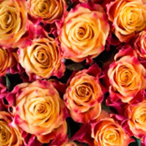 marry-haiko-favorittroser-floriss.jpg