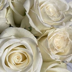natures-white-favorittroser-floriss.jpg