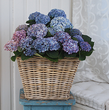 potteplanter-hortensia-blaa.jpg