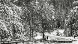 Vintervei_skog