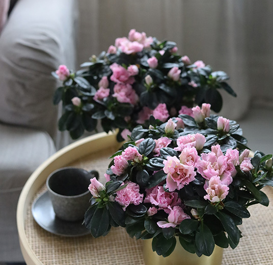 azalea-rosa-floriss-7.jpg