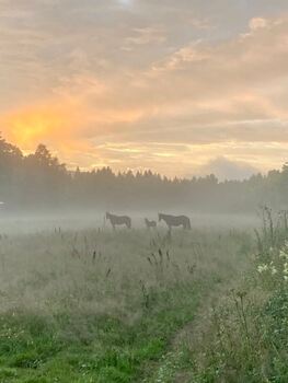 Hester i solnedgang