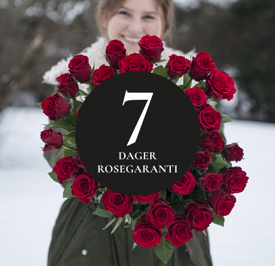 julens-vakreste-roser-7-dagers-garanti-floriss.jpg