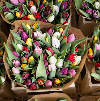 tulipaner-alice-achterhof-2-tulipanens-dag-ny-2022-floriss.jpg