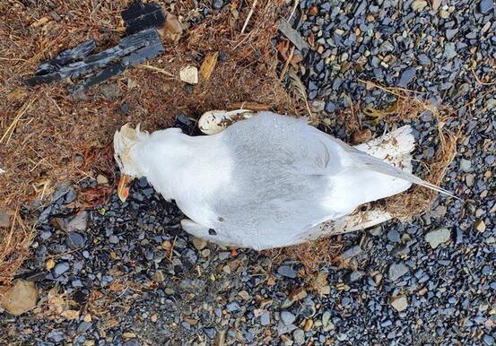 Denne døde polarmåken ble funnet ved Gammelkaia i juni. Foto: Anita Rude
