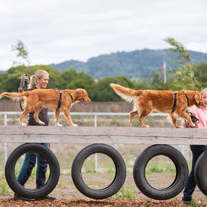 Mjøsa Hundepark