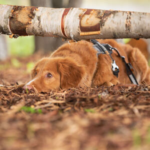 Mjøsa Hundepark