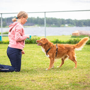 Mjøsa Hundepark