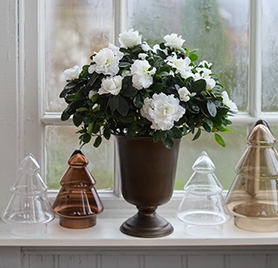 nydelig-bladverk-og-skjoenne-hvite-blomster-gjoer-azalea-til-en-perfekt-juleblomst-7.jpg
