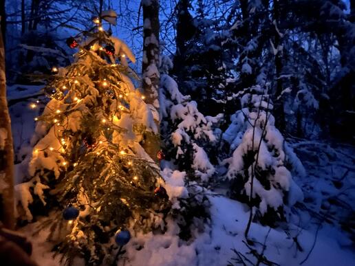Pyntet juletre i snødekt skog